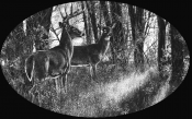 Untitled-1