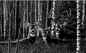 Untitled-1